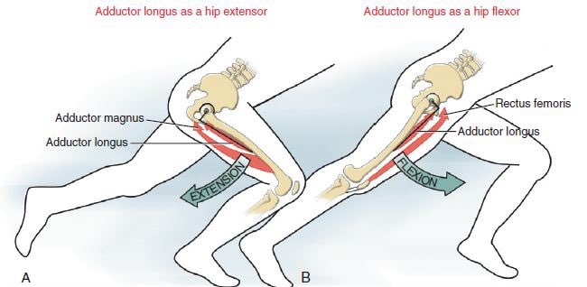 Conor Harris on Twitter: &quot;Position = Function A perfect example: In  sprinting, when the hip is flexed, the adductor magnus has a positional  leverage to act as a hip extensor, and vice