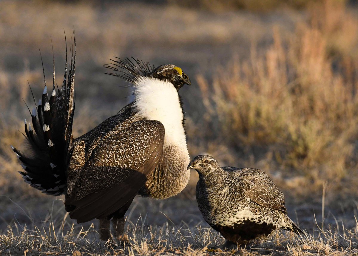 RickettsConserv's tweet photo. Social distancing and single digit temps haven’t stopped these Greater Sage Grouse from dressing up for a fun date! 
Spring in Wyoming means the return of their dance-like leks! 
https://t.co/cLAVdXoH82 #sagegrouse #conservation https://t.co/dVAJ8JdV2o