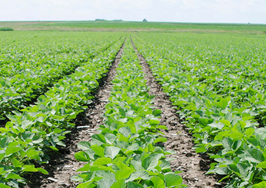 FieldAdvisor's tweet image. Do you know what to look for when choosing a #soybean herbicide trait platform? Mike Probst from @BASFAgProducts breaks down 3 trait platforms on ILSoyAdvisor. bit.ly/2RIL8b8