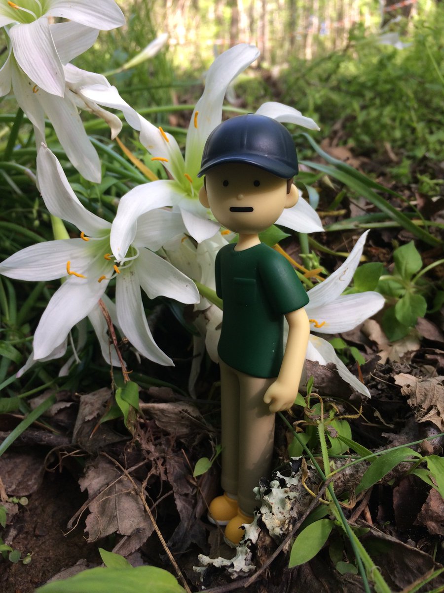 Atamasco lilies! I love these wildflowers, and seeing so many was like meeting a celebrity! We had big rain storm and the woods are full of them at the historic farm park. I kept looking around and exclaiming"WOW!" It is like a fairy land right now. (I& #39;m just a shy plant nerd)