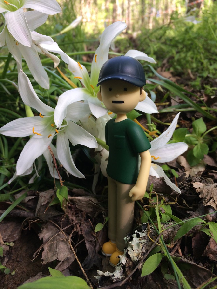 Atamasco lilies! I love these wildflowers, and seeing so many was like meeting a celebrity! We had big rain storm and the woods are full of them at the historic farm park. I kept looking around and exclaiming"WOW!" It is like a fairy land right now. (I'm just a shy plant nerd)