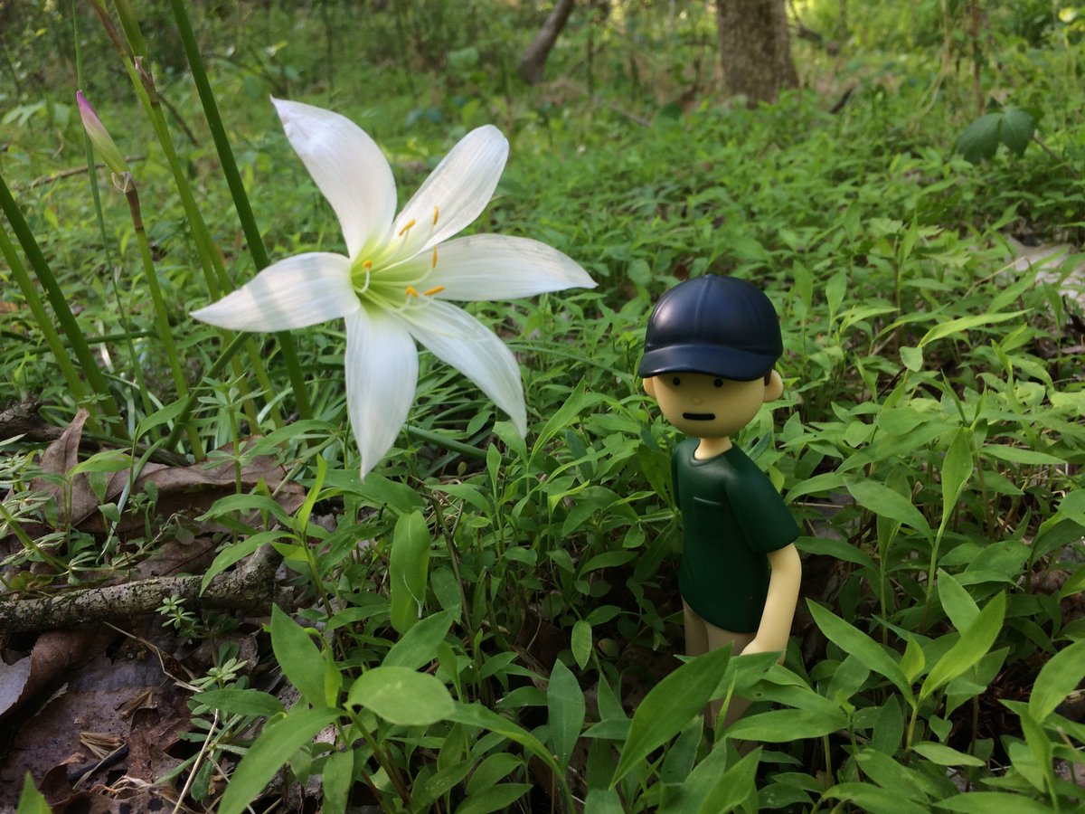 Atamasco lilies! I love these wildflowers, and seeing so many was like meeting a celebrity! We had big rain storm and the woods are full of them at the historic farm park. I kept looking around and exclaiming"WOW!" It is like a fairy land right now. (I'm just a shy plant nerd)