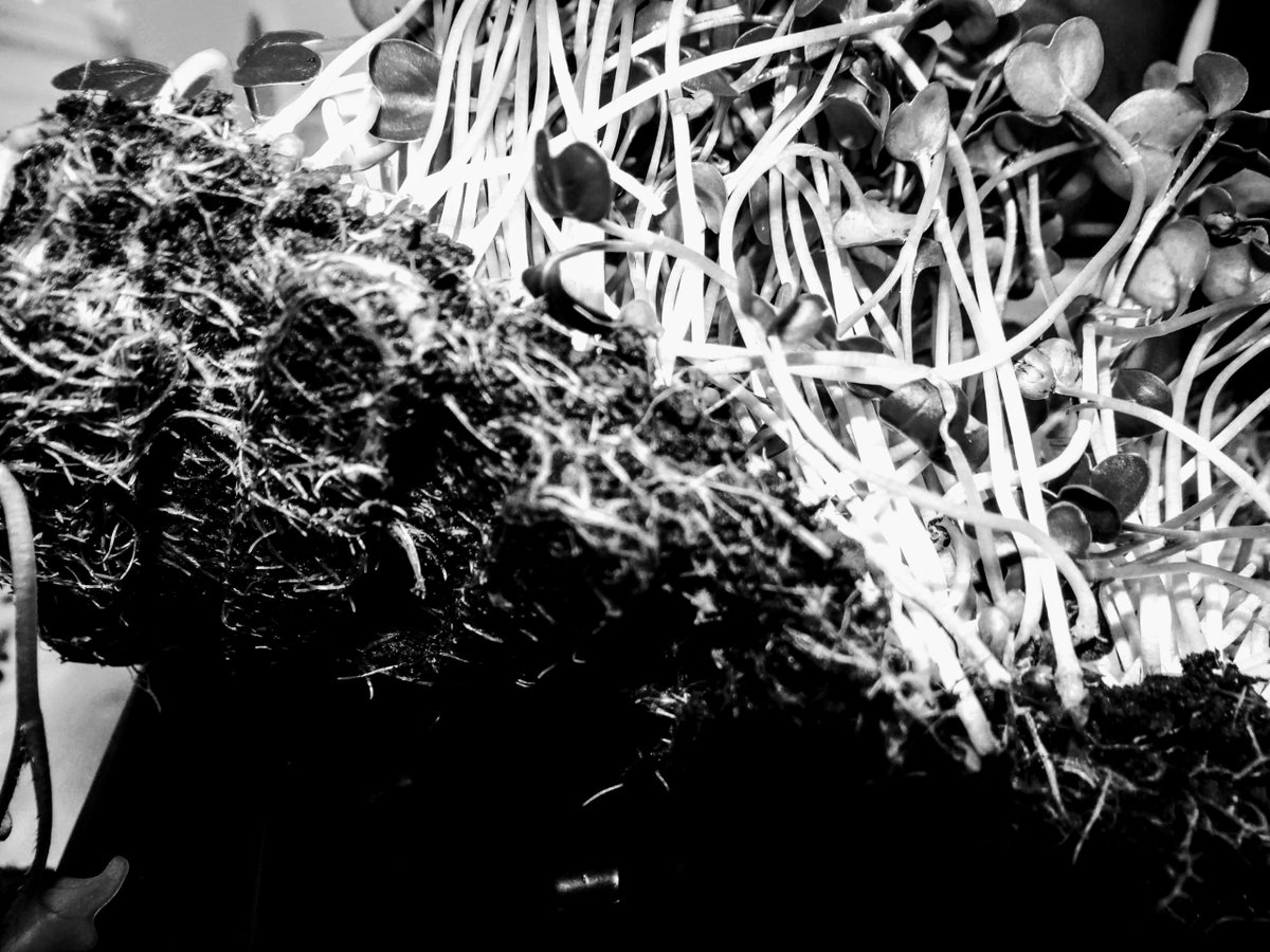 mainmicrogreens's tweet photo. Slowly at first, quite gently actually.  When we lift our composition to look  at how roots take hold it is with a gentle hand, a diligent  eye.   #gardening #nutrients #roots https://t.co/3hoJmLzrQt https://t.co/GOS2cQyEfH