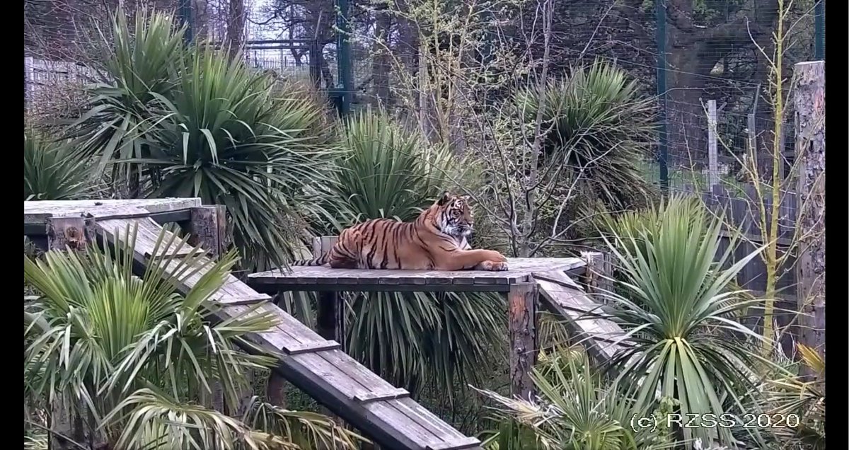 nj_baillie's tweet photo. Dharma and her fancy paws 🐾 @EdinburghZoo #TigerCam https://t.co/7CSrsMIycZ