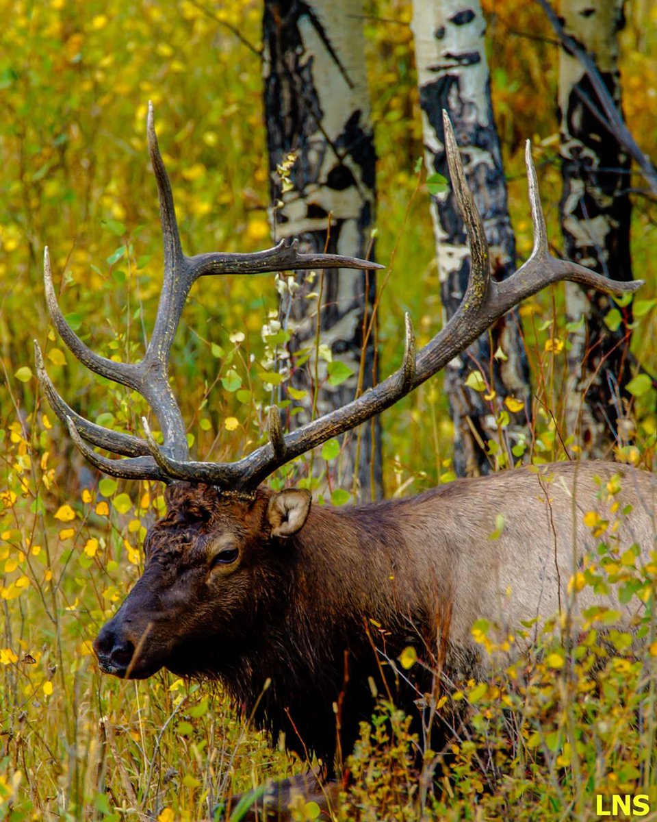 Dappled
-
 📷@lauransheetsphotography @cervidaespotter