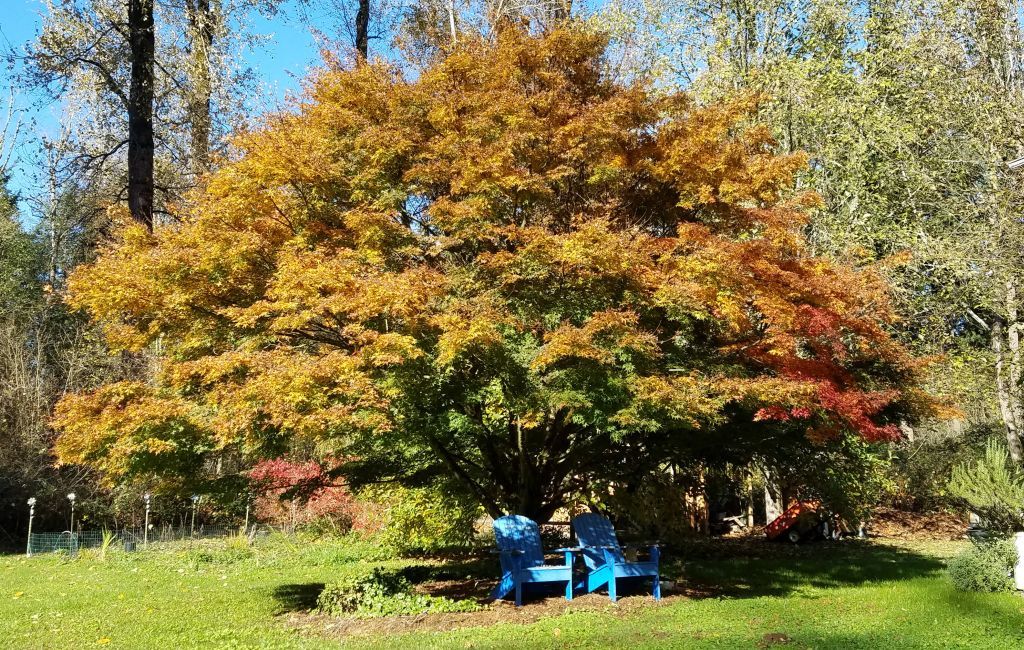 PICOL_mgr's tweet photo. ICYMI, it’s “Arbor Month” – Washington’s Arbor Day was last week (April 8), and National Arbor Day is on April 24. Our friends at DNR Urban Forestry have shared some fun, non-traditional ways to celebrate trees on their blog (https://t.co/2GfUVD6dUT). 
#CelebrateTrees #ArborDay https://t.co/jh7qIsjUIw