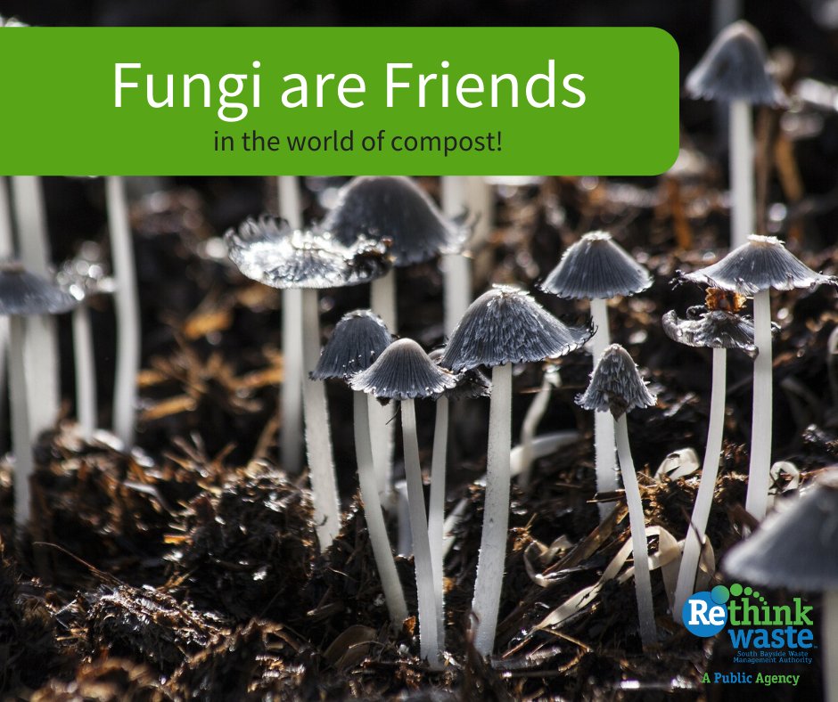 RethinkWaste's tweet photo. There’s a fungus among us, it’s the #DayoftheMushroom 🍄! A reason to celebrate fungus is for the important role it plays in the compost process. Fungi form thousands of microscopic, threadlike filaments called hyphae, which help break down tough organic material. #FungusFun https://t.co/TIjzg8mM40
