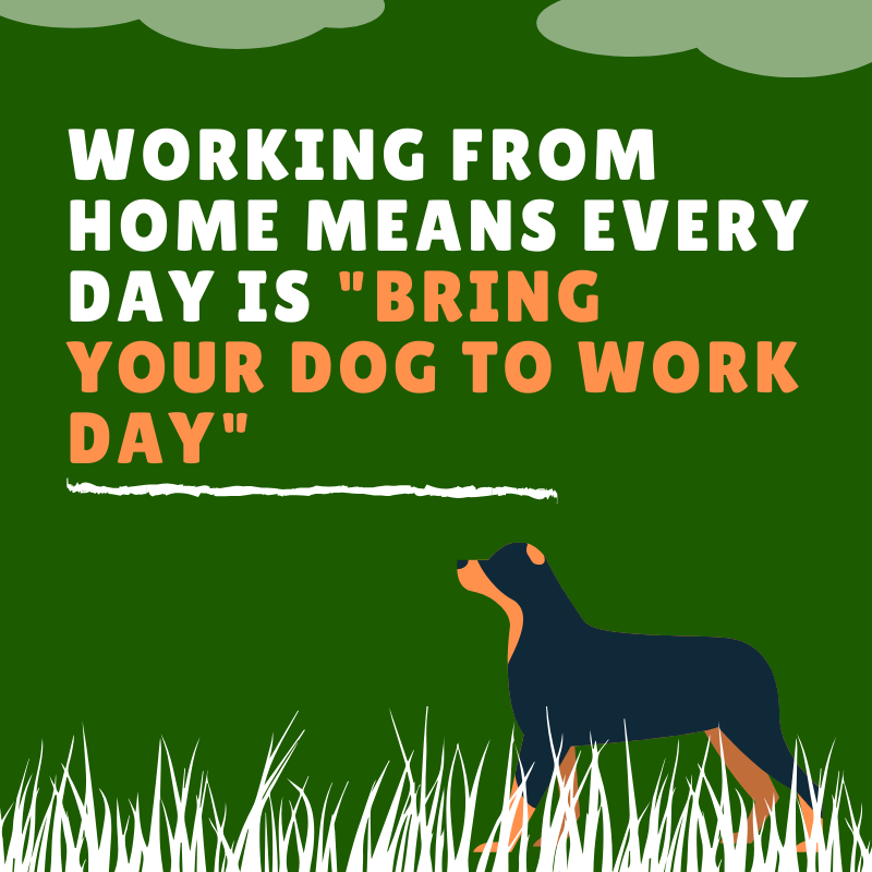 SourcePublicity's tweet photo. 'nuff said. Let us help you FETCH more business!
.
.
.
.
.
#business #publicrelations #public #relations #business #pr #dog #quarantine #coronavirus #covid https://t.co/OMJyIpq7Sw