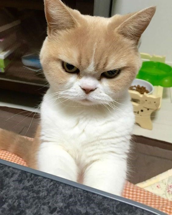 แอคหวีดแมว tweet media