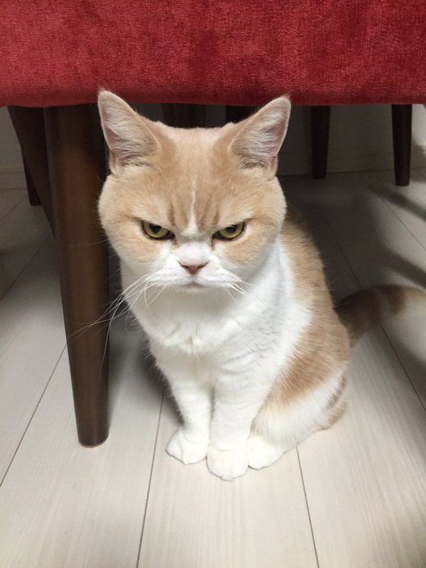 แอคหวีดแมว tweet media