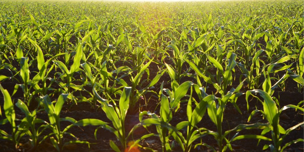 cascience's tweet photo. CSTA is counting down to Earth Day celebrating our great planet. Today we honor a vibrant industry - agriculture! Sustainable ag is an important part of preserving Earth’s resources. Check out some great education resources from our friends at Lean About Ag! #cascienceearthday https://t.co/c5U7kmlaKj