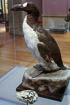 I'm going to try and explain this the best I can because people are looking at this incorrectly, deriving connections based on modern translations and going backwards from thereAbout 150 years ago, there was a flightless bird in the North Sea called the "Great Auk"