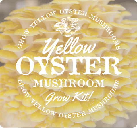 FungiAlly's tweet photo. Interested in #mushroom growing kits for sale? We have you covered! Check out your options now: https://t.co/erxfD9V841
#growing #mushrooms #cultivating #fungi #mycelium #mycology https://t.co/hYifxhmtIO
