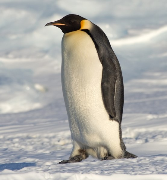 Another common term for it at the time was penguin, represented in its scientific name "Pinguinus".When Antarctica was discovered, we found these guys and started to also call them "Penguins"