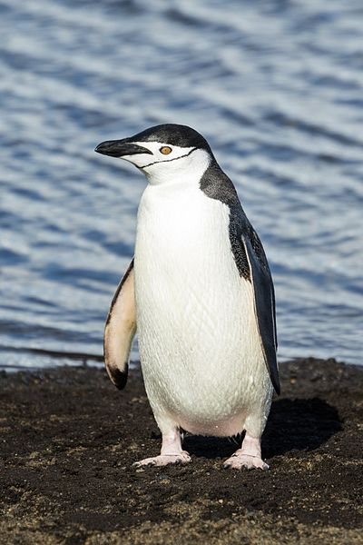 Another common term for it at the time was penguin, represented in its scientific name "Pinguinus".When Antarctica was discovered, we found these guys and started to also call them "Penguins"