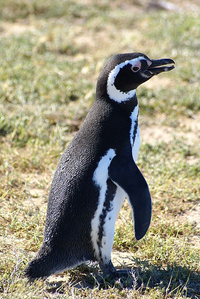 Another common term for it at the time was penguin, represented in its scientific name "Pinguinus".When Antarctica was discovered, we found these guys and started to also call them "Penguins"