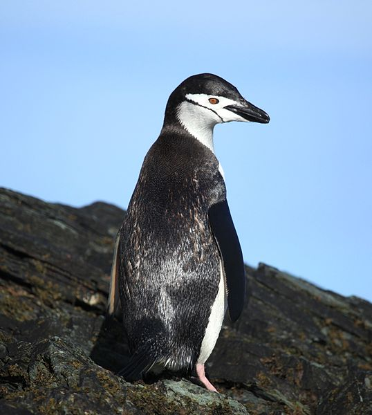 Another common term for it at the time was penguin, represented in its scientific name "Pinguinus".When Antarctica was discovered, we found these guys and started to also call them "Penguins"