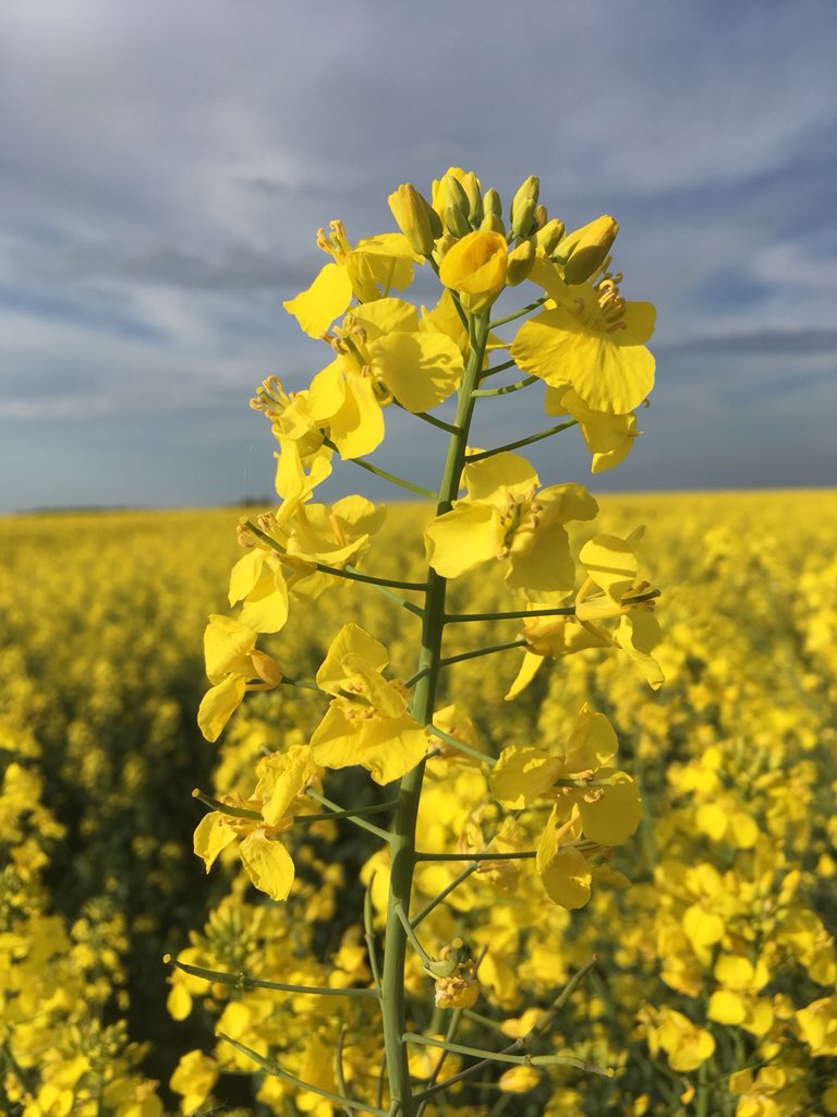 Sebastien Deraeve tweet media