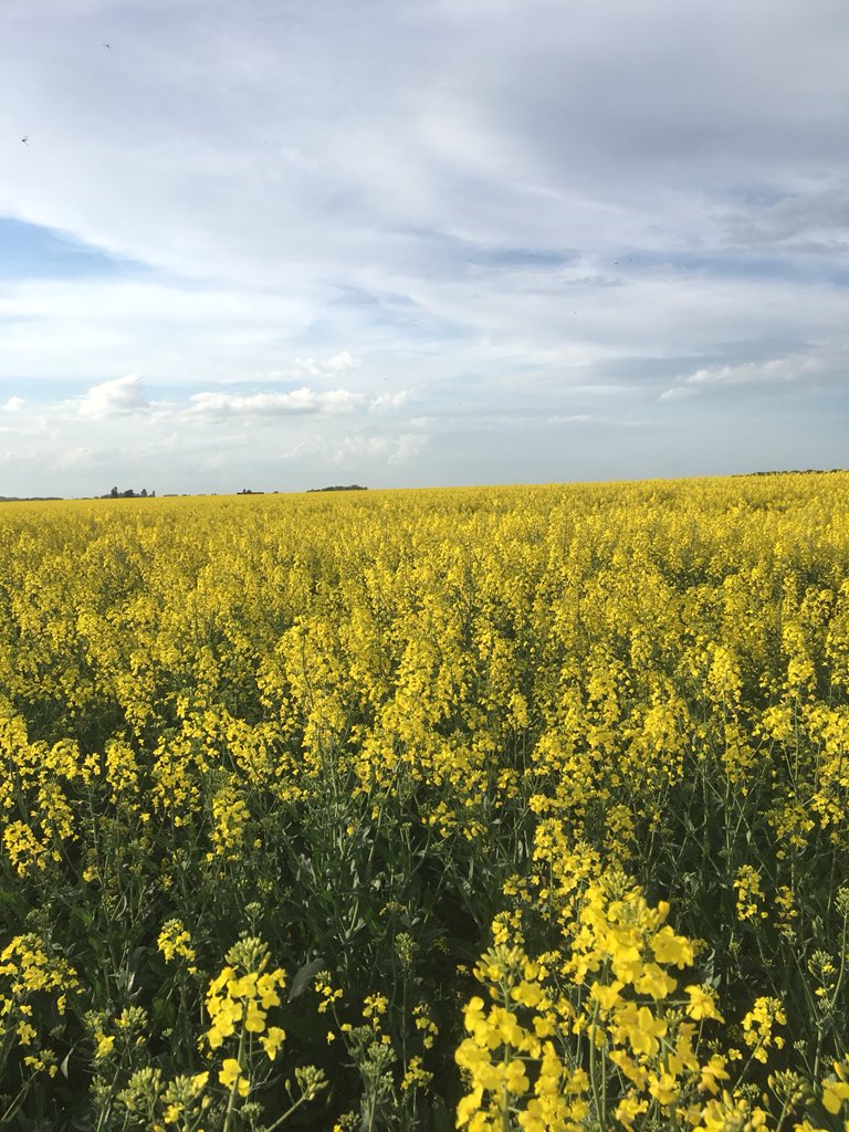 Sebastien Deraeve tweet media