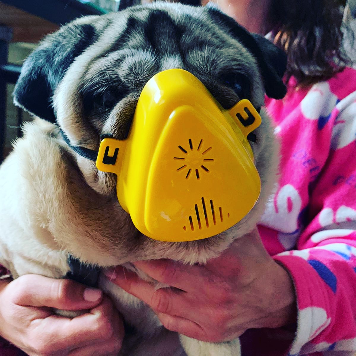 ElenaConsuelo3's tweet photo. Berta y su mascarilla #parecedarkvader #lehacemosdeto #amorperruno #aymiciega https://t.co/Tl6QZWOEzt