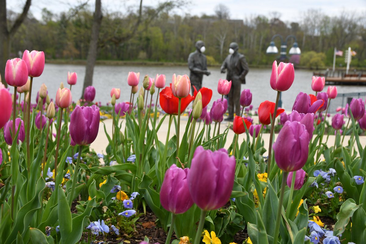 Tulips in bloom under the watchful eyes of Columbia, MD’s founding fathers. #ColumbiaMD #Columbia_Association #Lake_Kitamaqundi  #Columbia_Lakefront