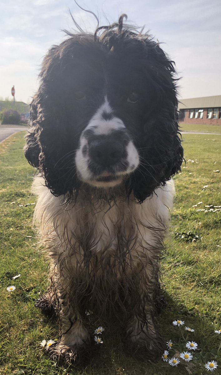 StaffsDogs's tweet photo. #shift3...🐾🐶Pd Barry may be in need of a 🛁 before he goes off duty after assisting @PoliceStafford with an area search..#oneteam .. 💙#thenoseknows..vdu 418 .. https://t.co/wXo66u4Qbu