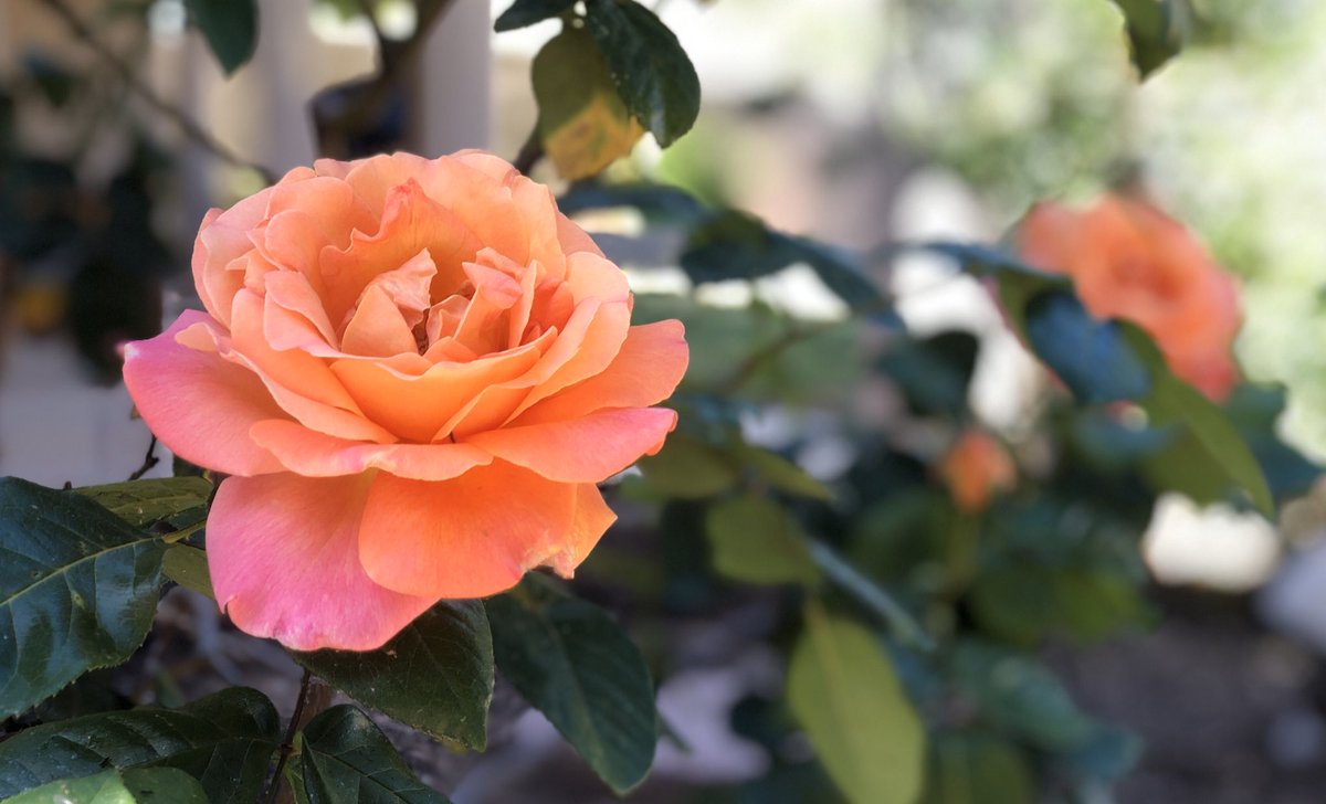 RyanThomasCody's tweet image. New rose color blooming in the garden! #GardenLife #AZSpring