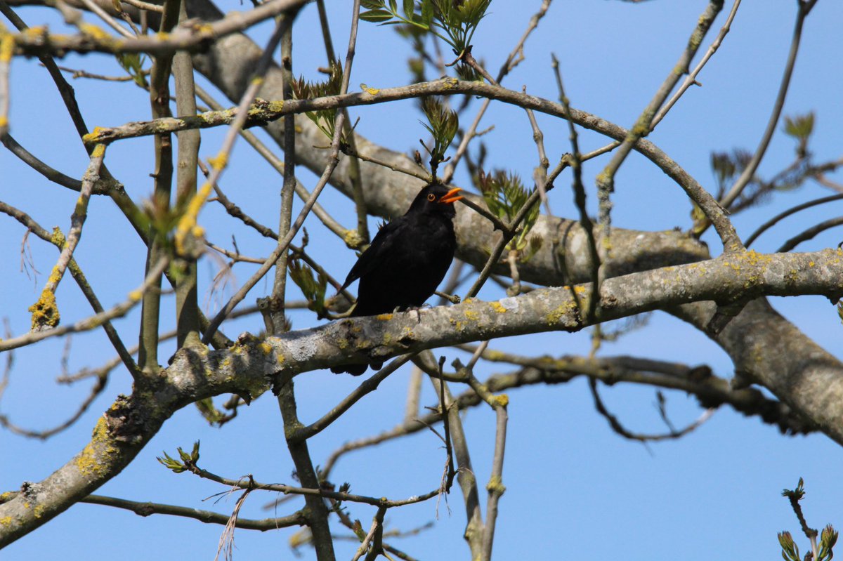 Day twenty fourSparrowhawk Male Blackbird  #GardenWildlife  #LockdownWildlife  #WildlifePhotography