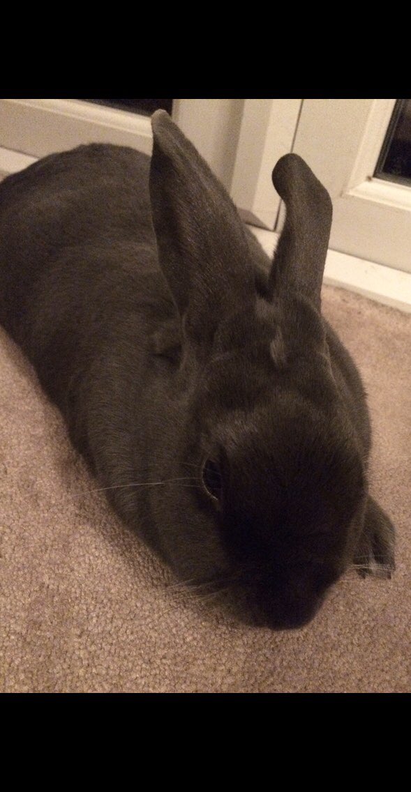 TheGlass_Lass's tweet photo. Hey @WrapsFabric I think I may be looking after Pebbles twin!!  Totally agree, excellent lockdown companions.  In fact this chap has been on every uk holiday with us since he came into our lives 7 yrs ago including dozens on Anglesey 😂 Can’t wait till we can all come back!! https://t.co/PksoRnlikl