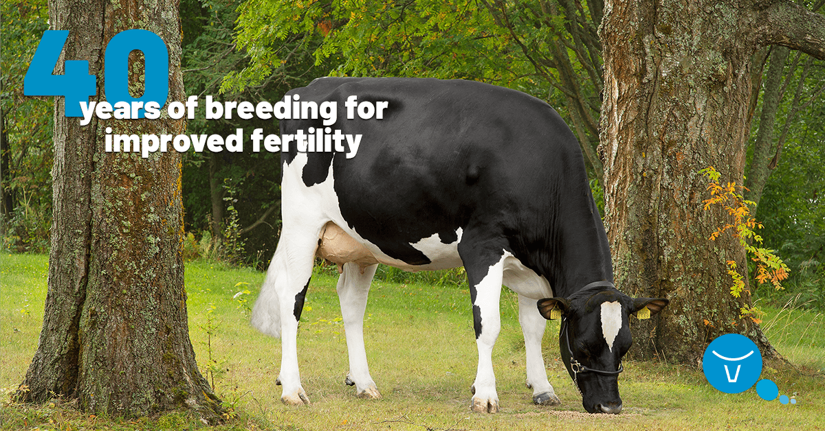 VikingGenetics's tweet photo. Accurate breeding values for fertility are the key to achieving big genetic progress in fertility. The Nordic countries have a long tradition of extensive and accurate registration of inseminations.
https://t.co/8bLXXZlkZv
#fertility #improvingfertility #cattlebreeding https://t.co/GBoprB2sVE