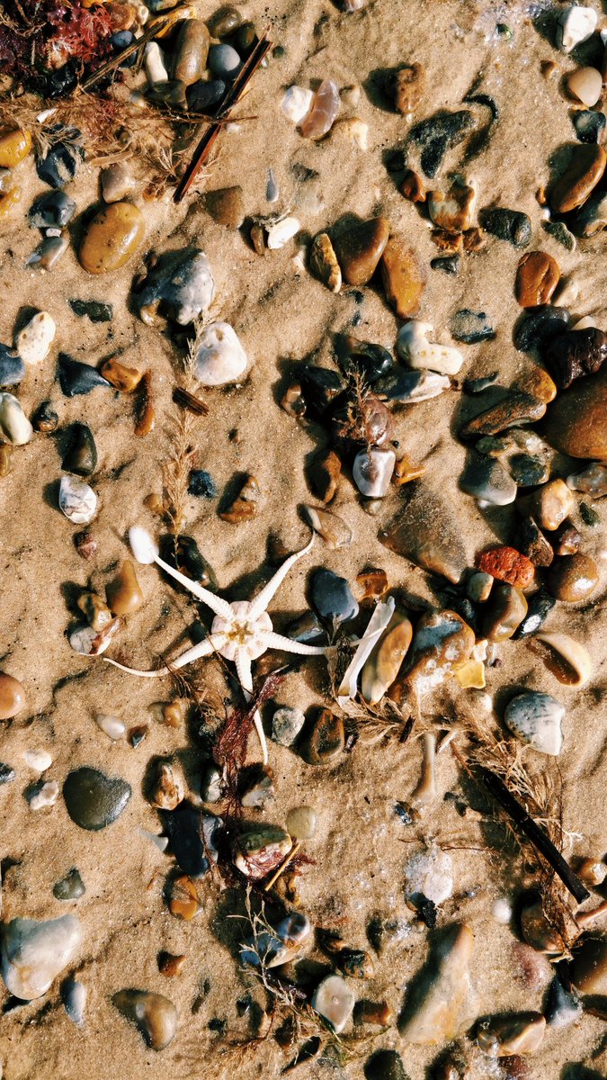JunglePersian's tweet photo. Today's #stateapproved walk
The beautiful, nameless void between #pakefield and #kessingland
We rescued any stray starfish. https://t.co/nMl2o2Dizh