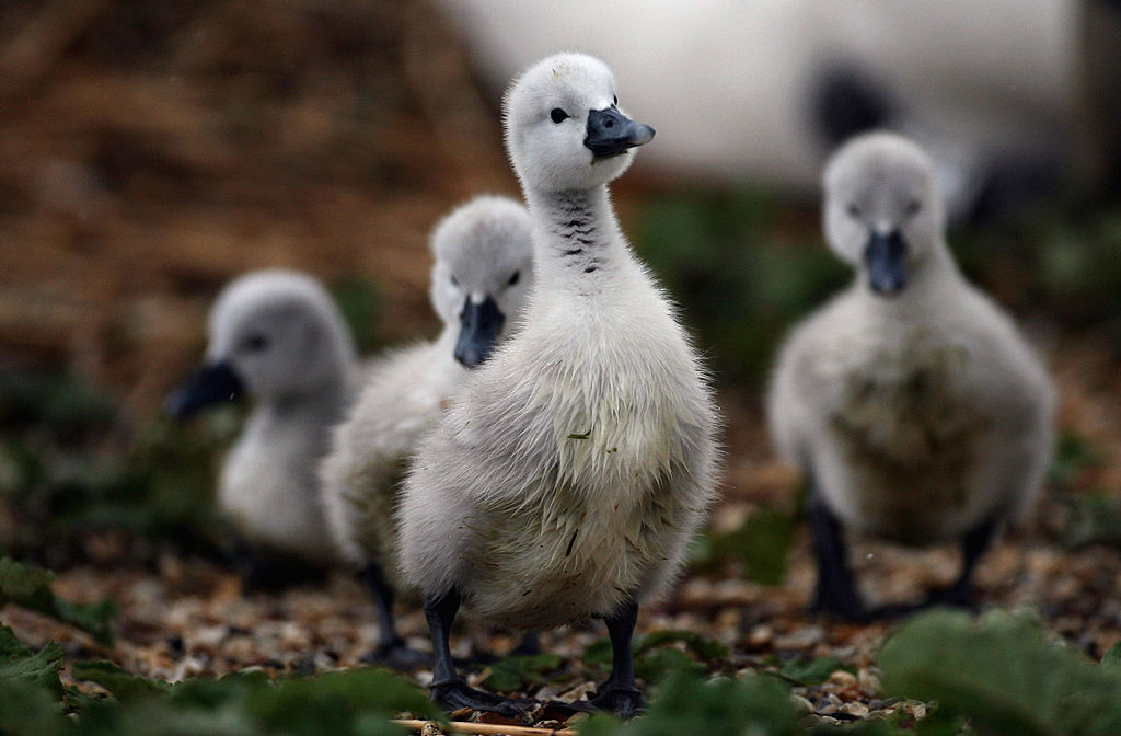 opinion's tweet photo. A disease caused by a virus or bacteria that originates in another animal is known as zoonosis.

Zoonotic pathogens are a persistent menace all over the world – and some researchers are making progress on finding out how many exist https://t.co/aH3139OJSd https://t.co/V7lVML4jln