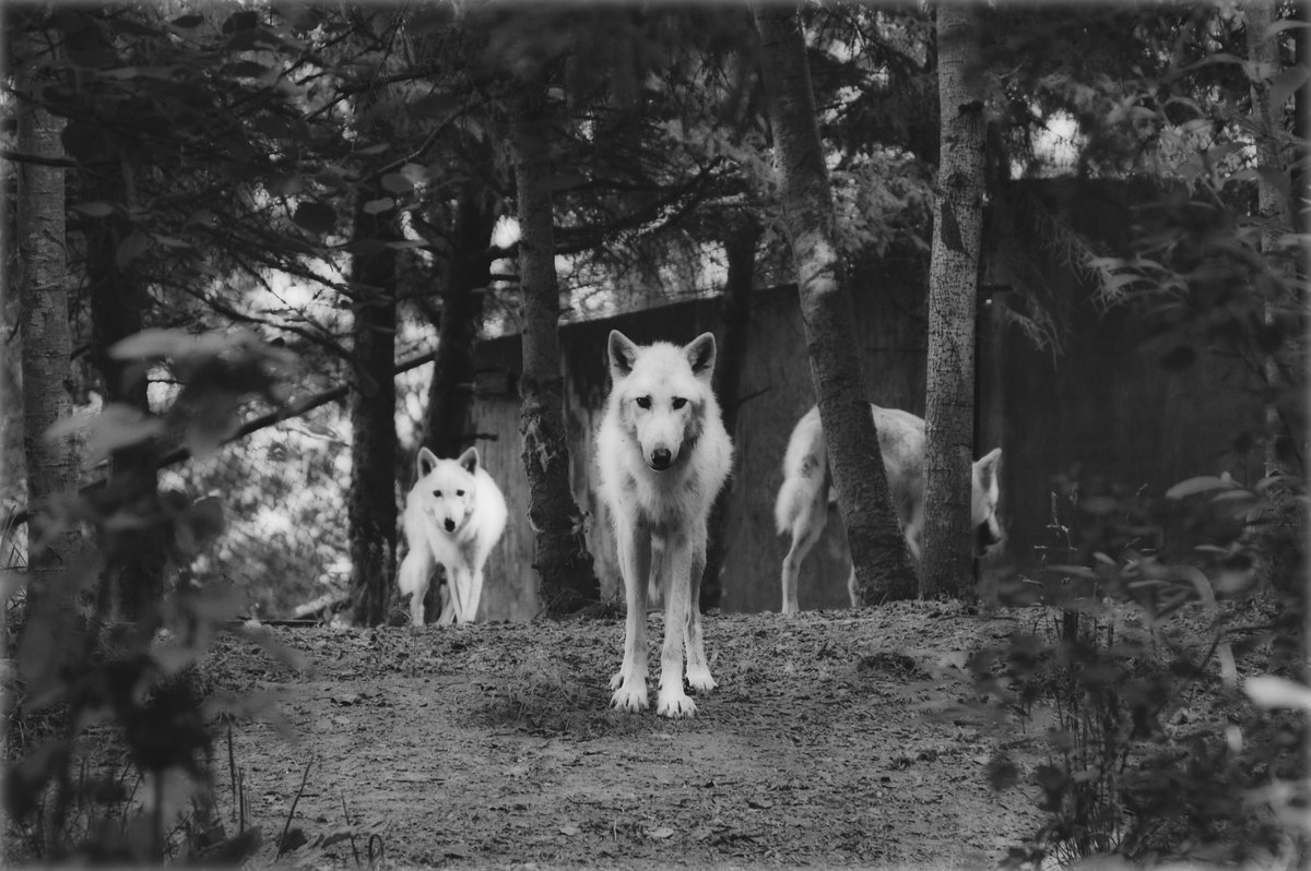 msromany's tweet photo. 'Spectral Animals: #GhostPets to #Hellhounds'👻An exploration of ghostly animals from the 19th century to today, including #BlackDog research by @Mr_Mark_Norman 
https://t.co/mlOuXTwKuE #FolkloreThursday #ghoststories #barguest (Edited photo by Tom Pottiger on Unsplash) https://t.co/1qRaQmIGUj