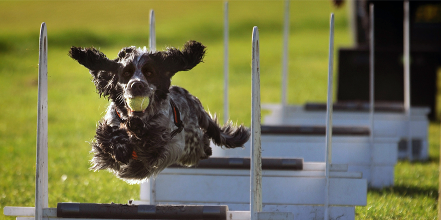 GordonFlesch's tweet photo. 4 Hurdles Every Business Faces... plus tips for how to fly past those hurdles with #managedcontent #ECM https://t.co/Muf2Qryoo3 https://t.co/R4EiHV1EiV