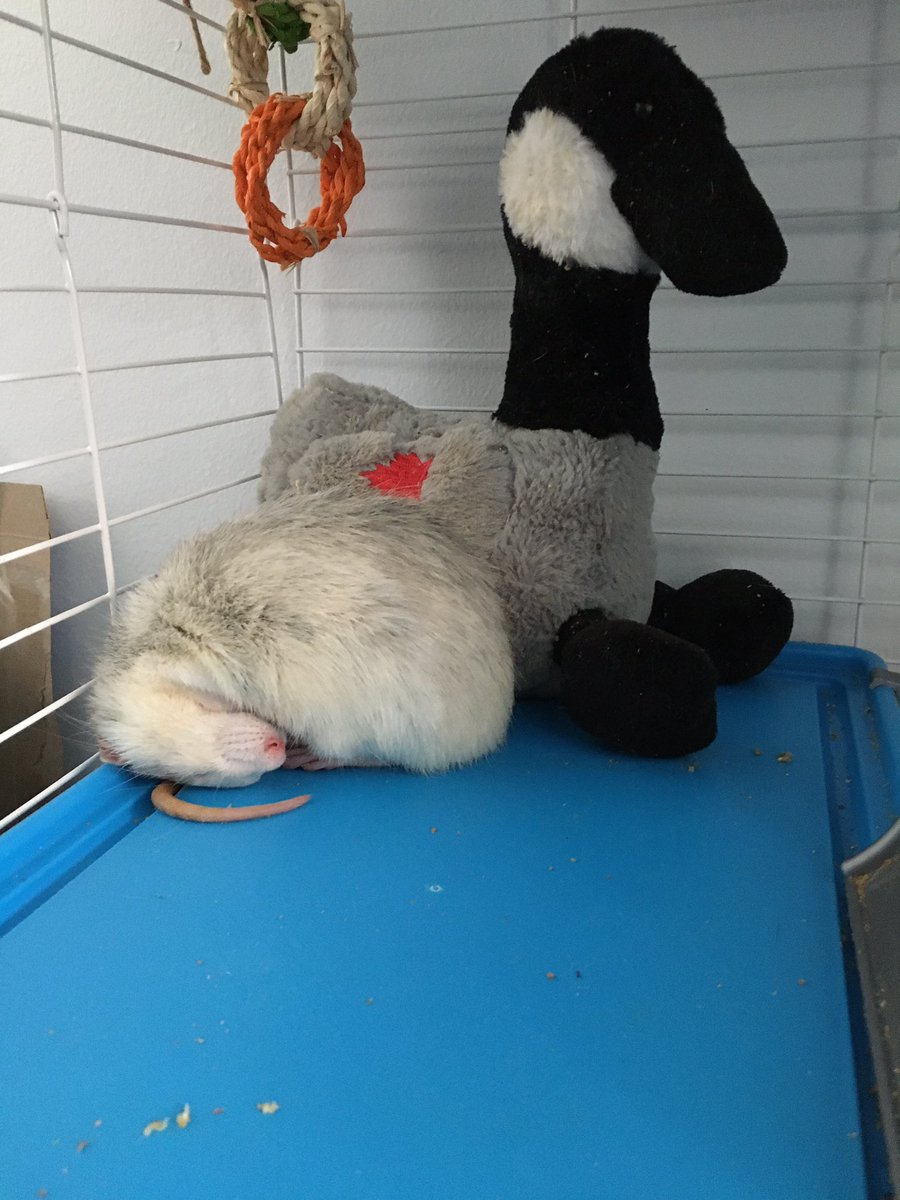 Nugget snuggling with Mr. Goose