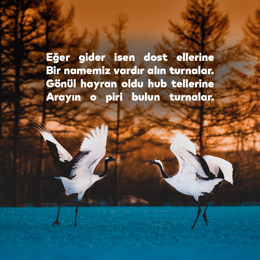 Eğer gider isen  dost ellerine
Bir namemiz vardır alın turnalar
Gönül hayran oldu hub tellerine
Arayın o piri bulun turnalar

#SercesmeDergisiArtıkDijital #Serçeşme