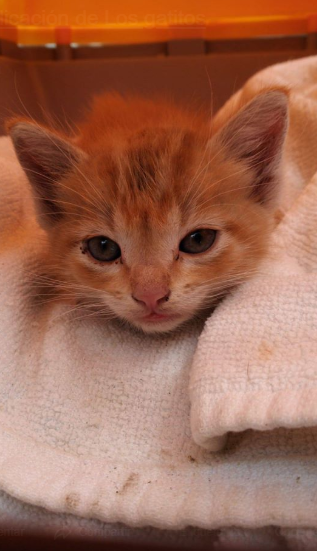 ¡URGENTE!¡ZOOSANITARIO DE SEVILLA: LUCKY LUKE!
Vamos a necesitar mucha ayuda.Ha entrado hoy en estado lamentable.Ingresado en Kato.Según el veterinario de no sacarlo mañana sería tarde. 
300 gr,deshidratado,35ºC temperatura,diarrea con las heces verdes, coccidios.
AYUDA POR FAVOR