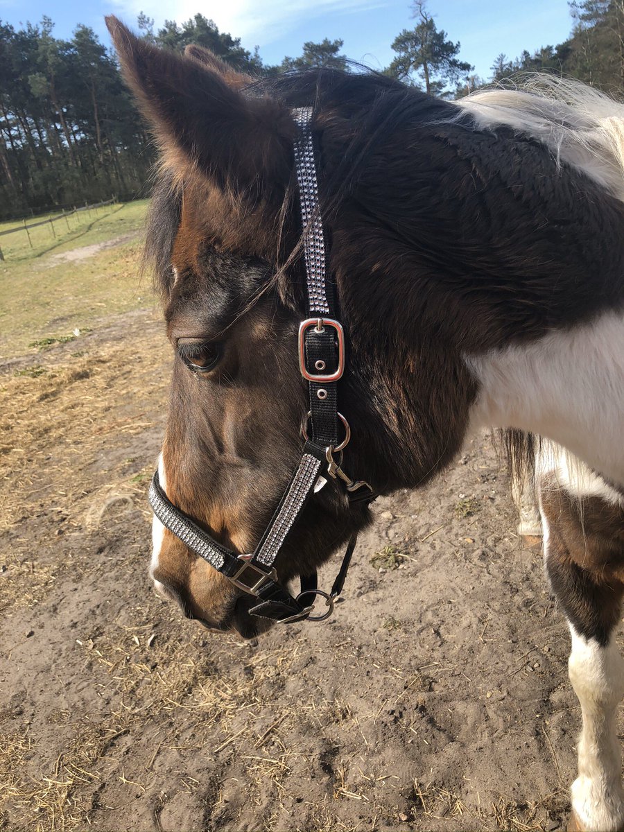 BPaldan's tweet photo. My Old Girl 22 years Old 🥰🥰🥰 #pinto #horses #horse #pintohorse #animallove https://t.co/wglSx8x05e