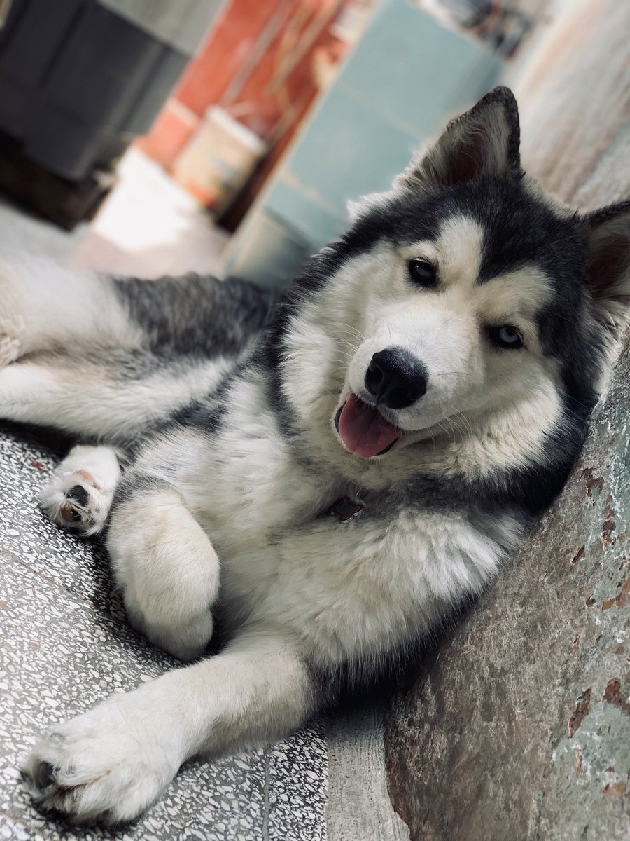 adryLK's tweet photo. #dogflow 📸 https://t.co/olyByhDlgq