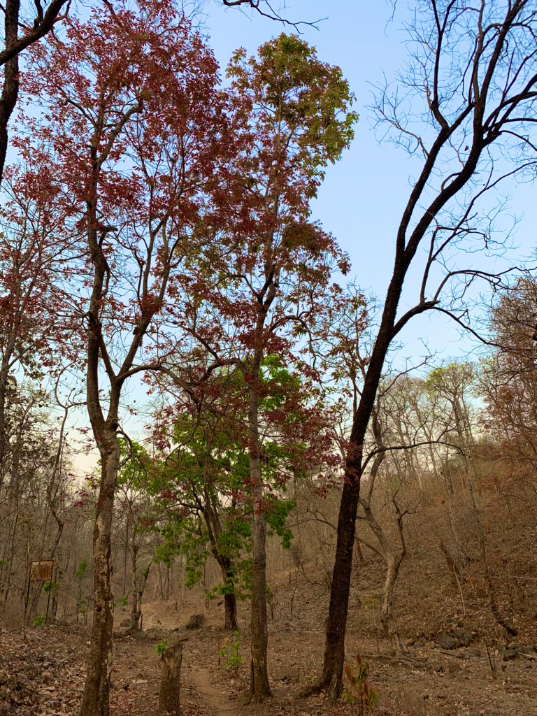 Amidst the challenge of #Covid 19, there are foot soldiers working day and night in remote interiors of #forest to contain #forestfires. Visited a remote Chownki in the forest of #Dangs #Gujarat to meet my men on ground. Proud of their efforts. <a href="/HoffPccf/">PCCF & HoFF, Gujarat State</a>