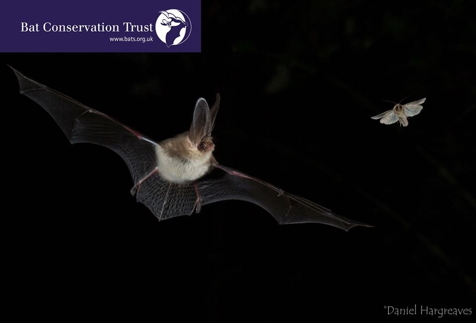 ChrisGPackham's tweet photo. Bats are misunderstood , undervalued and demonised by many , especially at the moment . To find out the facts about bats and covid-19 , see @_BCT_  FAQ webpage here :  https://t.co/szBfyBbn6w https://t.co/4a9fpC8ZgN