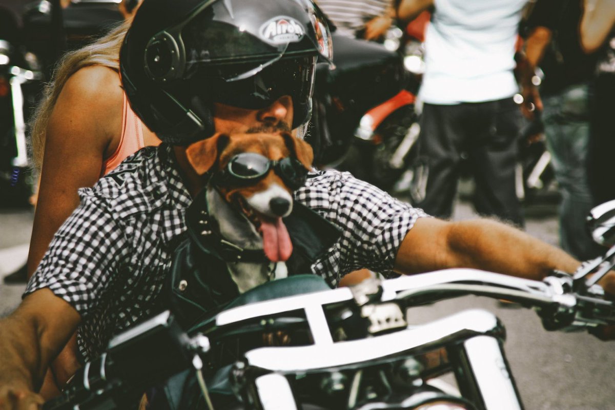 Guard_Dogs's tweet photo. The best way to prep for summer? Bust out your bike and grab some protective #motorcyclegoggles! 😎 Not only do these look great, but they are TOP RATED in protection, durability, and quality. Shop 📍https://t.co/M5LlJApCk7 #protectiveeyewear #guarddogs #motorcycle https://t.co/NNkNQq1NlG