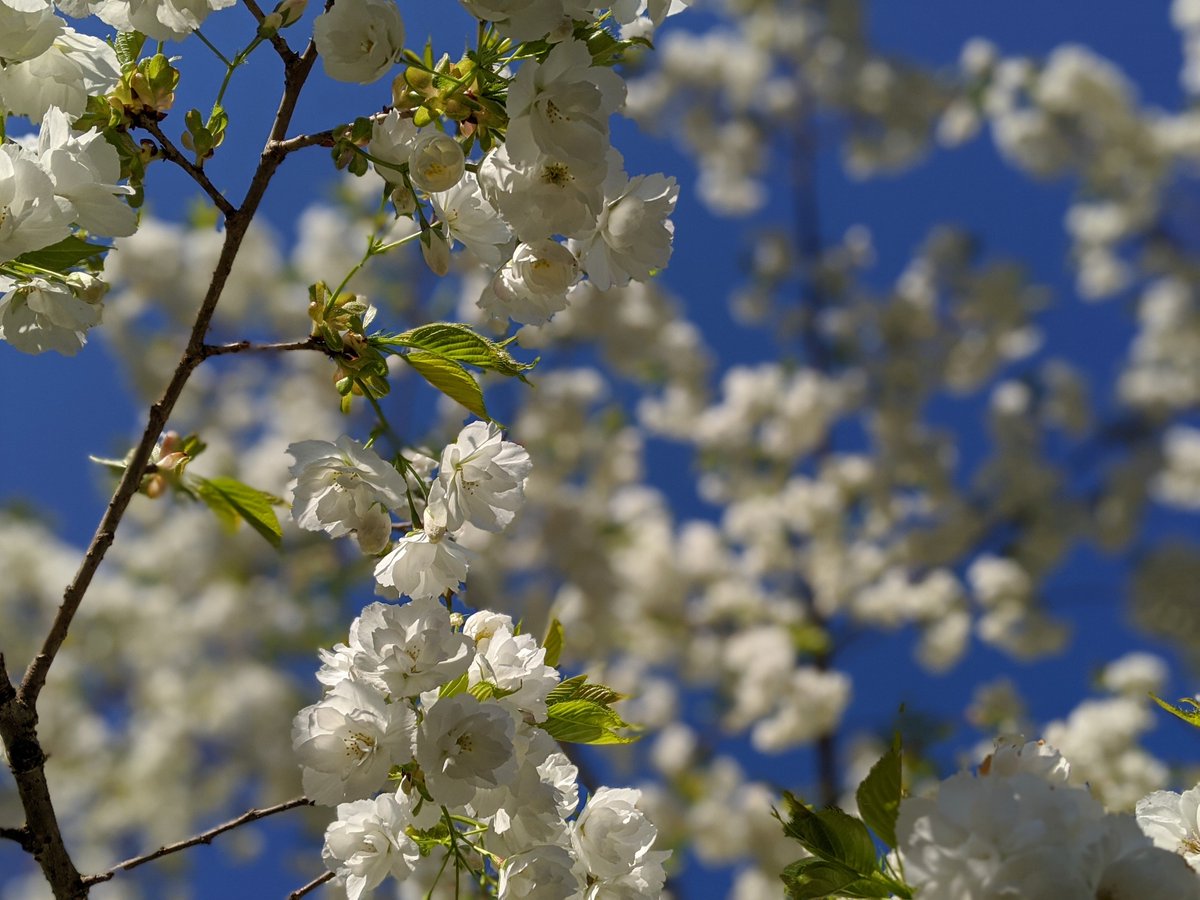 rbednark's tweet image. Spring blossoms on my neighborhood walk