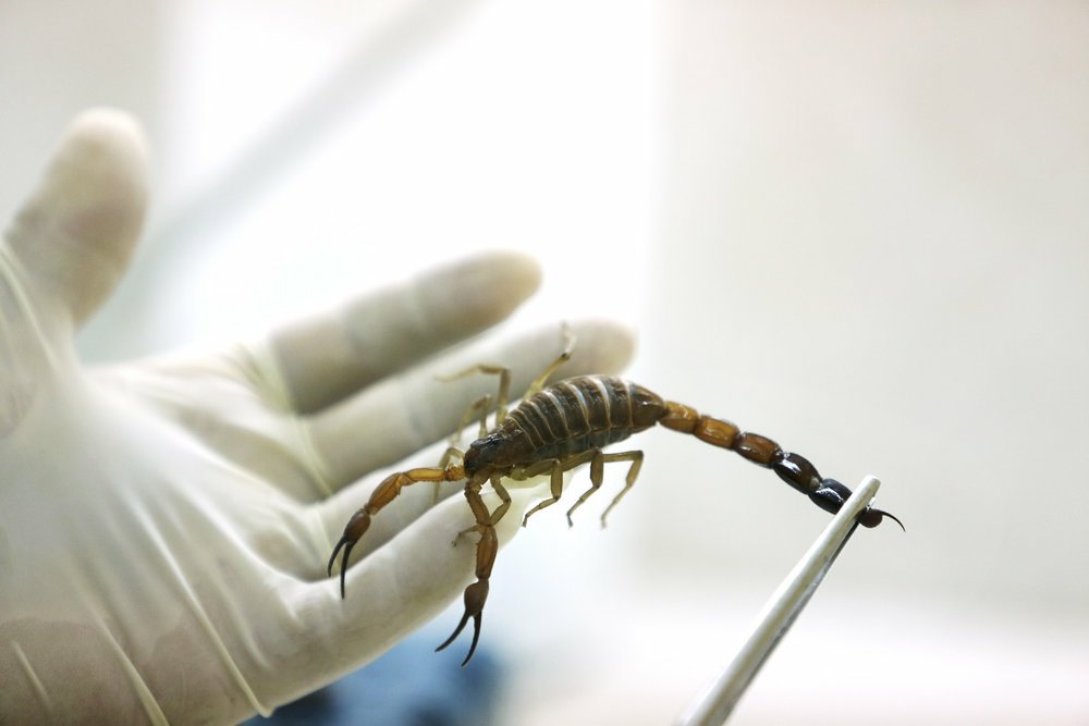 Fact2Fun's tweet photo. Scorpion Venom is the most expensive liquid in the world and it costs $39 million per gallon. https://t.co/TWEbPsm4a3