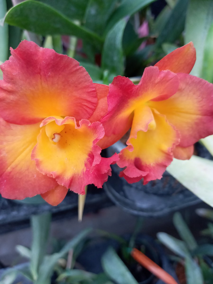 Cattleya hybrid blooms opened this morning in the greenhouse. #NationalOrchidDay #OrchidDay #orchids #orchid