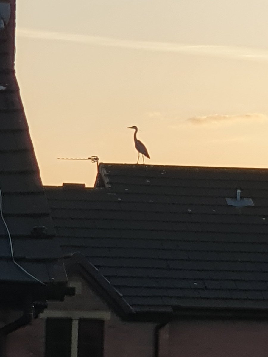 Kelly Fielding 💙 tweet media