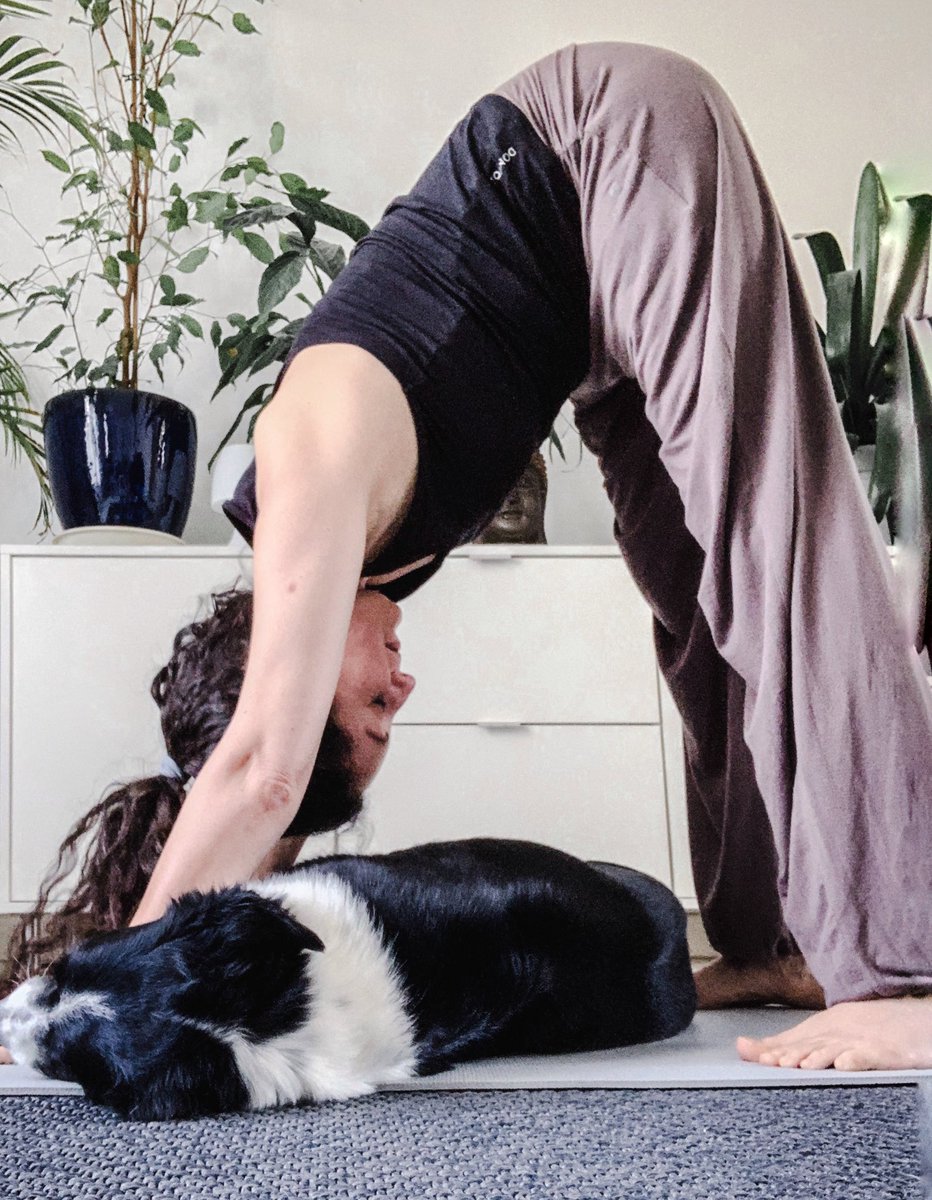 HolisticIsa's tweet photo. Down dog and dog down 🧘🏻‍♀️ 🐶 https://t.co/h9RrLs3sRI