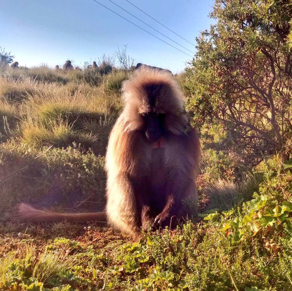 scarrera11's tweet photo. Another lonely #TheropithecusThursday
#SocialDistancing #geladas https://t.co/XyIvYcqIU4