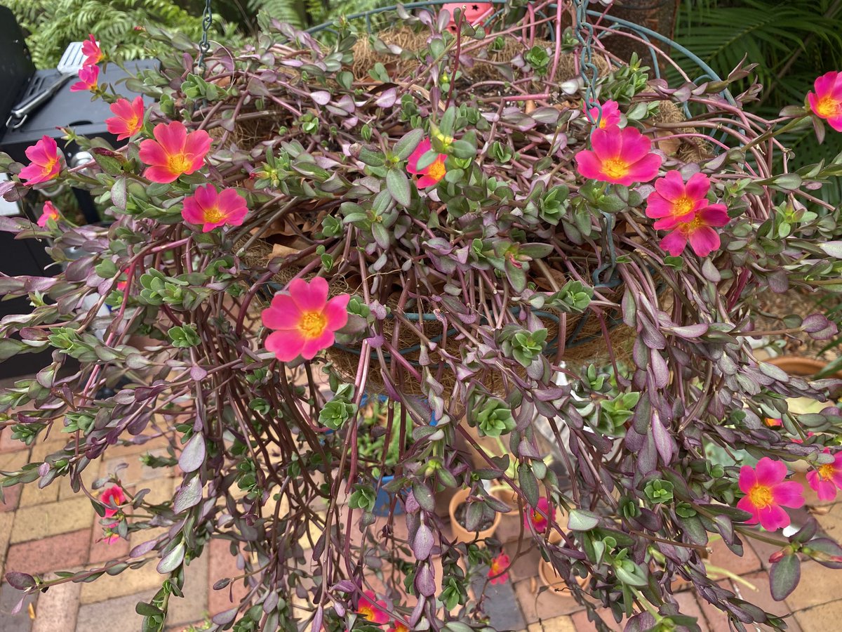 ericajanehoff's tweet image. Garden things 💚