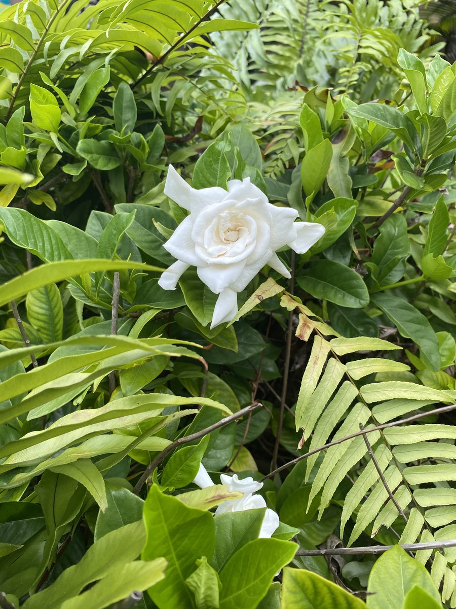 ericajanehoff's tweet image. Garden things 💚